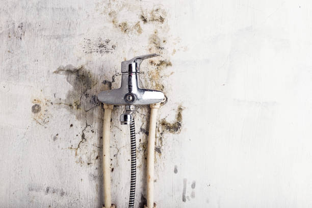 Best Home Mold Removal  in Warrenton, VA