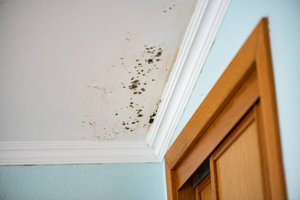 Best Commercial Mold Removal  in Warrenton, VA