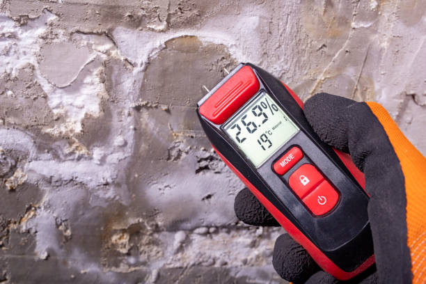 Best Black Mold Removal  in Warrenton, VA