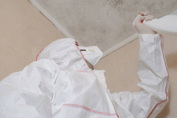 Best Certified Mold Removal  in Warrenton, VA