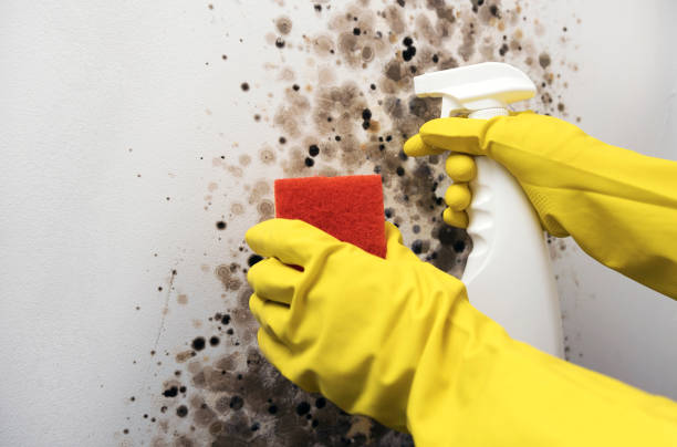 Best Attic Mold Removal  in Warrenton, VA