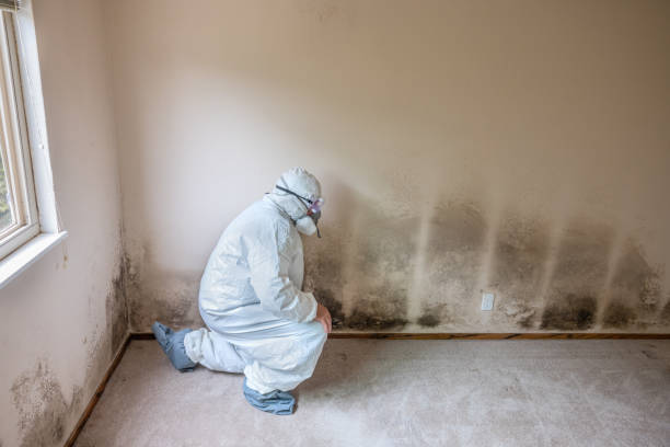 Best Certified Mold Removal  in Warrenton, VA