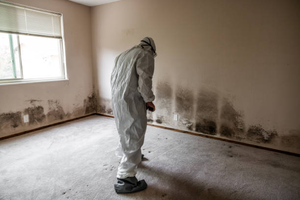 Best Mold Testing  in Warrenton, VA