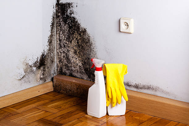 Best Local Mold Removal Service  in Warrenton, VA