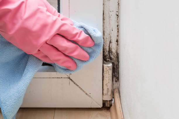 Best Crawl Space Mold Removal  in Warrenton, VA