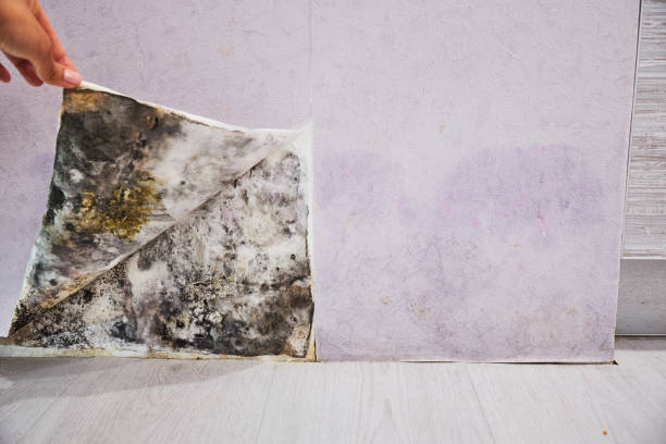 Professional Mold Removal in Warrenton, VA